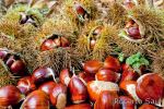 castagne,5094-2010ott19 - Copia